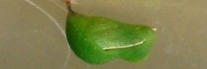 Pupae